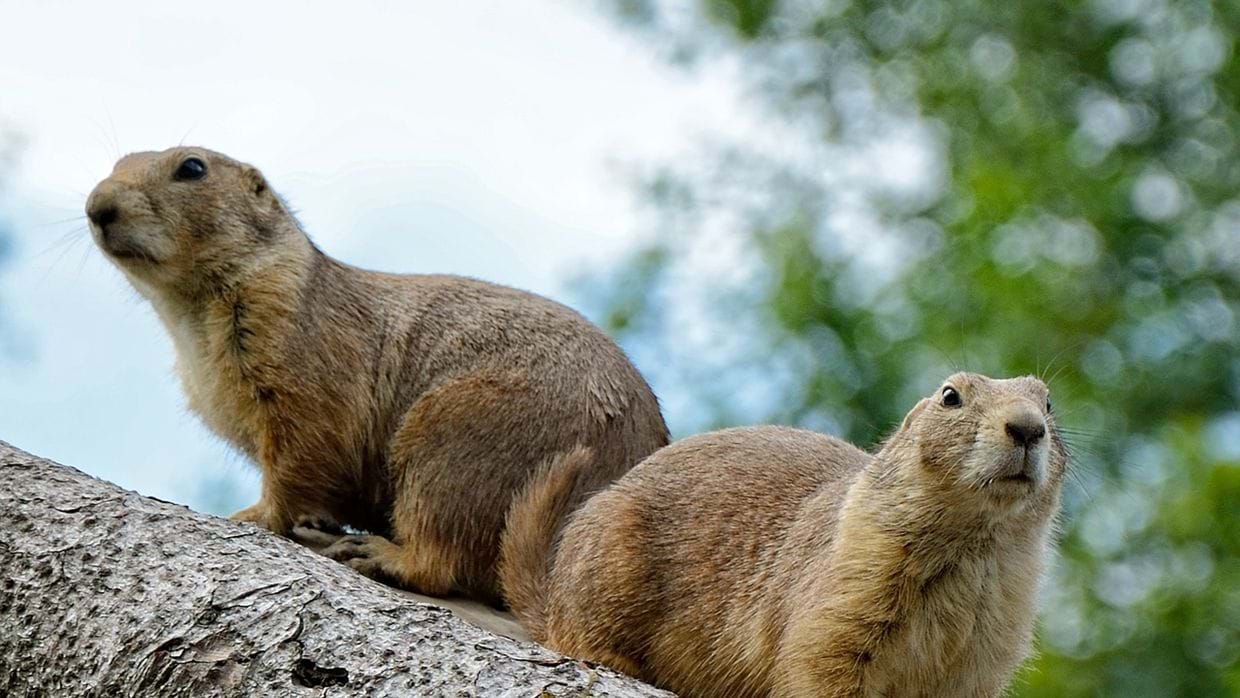 Fox News Is Killing Its Own Platform With Its Latest Trend 1 Fox News Is Killing Its Own Platform With Its Latest Trend