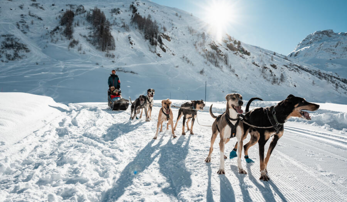 Dogs pulling a sledge on the snow with mountains in the background.